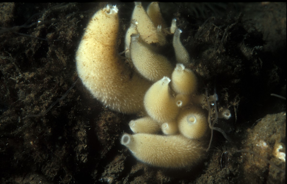 Sycon ciliatum, Barril Sponge